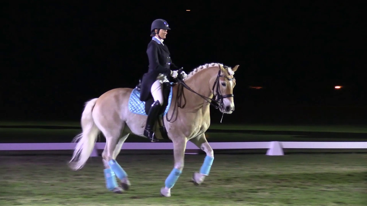 Lutz the Dressage Haflinger at Dressage Under the Stars in Wellington